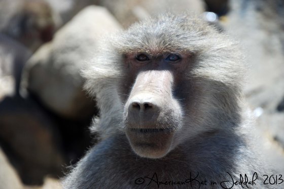 monkeys 1  © American Kat in Jeddah  2013