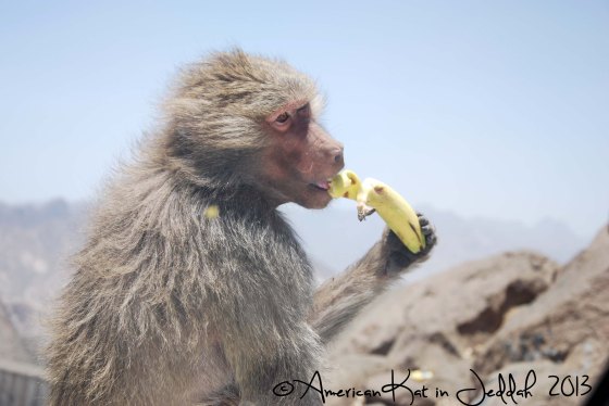 monkeys 2  © American Kat in Jeddah  2013