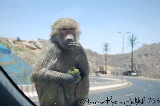 monkeys 5  © American Kat in Jeddah  2013