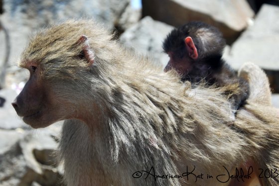 monkeys 6  © American Kat in Jeddah  2013