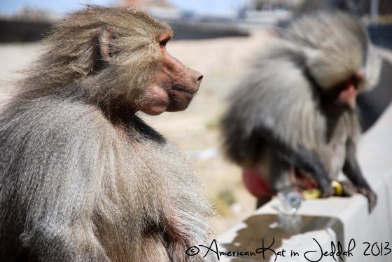 monkeys 8  © American Kat in Jeddah  2013