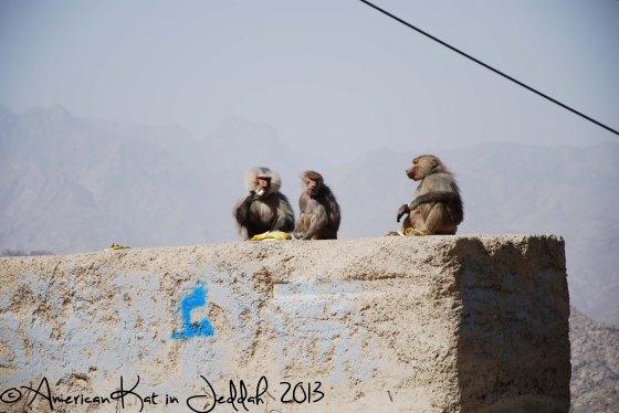 monkeys 9  © American Kat in Jeddah  2013